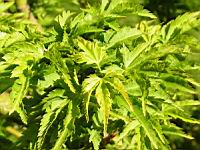 Acer palmatum cv Crispifolium (fam Aceracees) (Photo F. Mrugala) (3)
